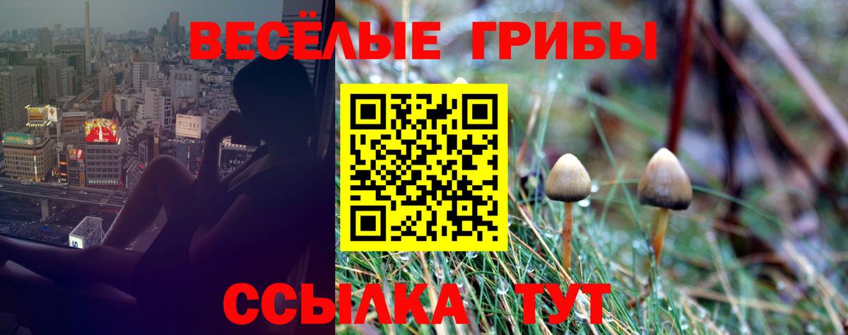 Псилоцибиновые грибы Psilocybe Богородск